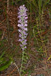 Pinkscale blazing star